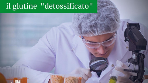 L’ENEA brevetta il glutine “DETOSSIFICATO”